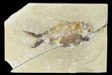 Bargain, Cretaceous Fish (Nematonotus) Fossil - Lebanon #162717-1